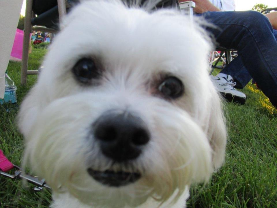 aaa Pet me! (2)