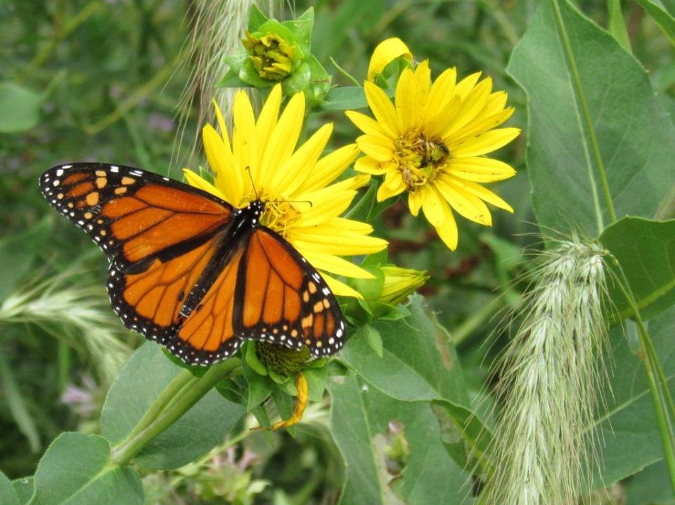 Butterfly! (2) kldsod0pf0o