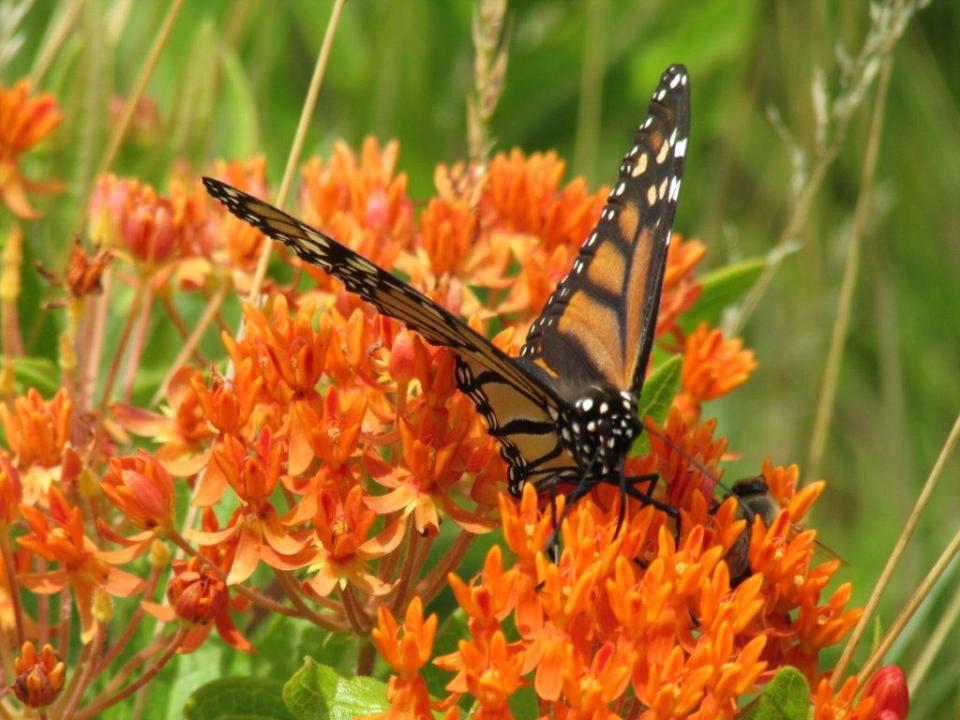 Butterfly (2) reminder