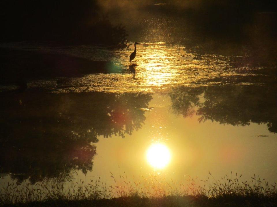 ccc d Heron in morning light (2)
