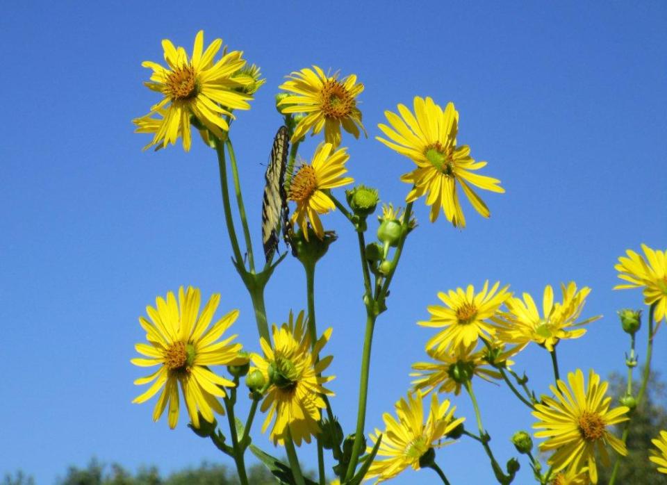Find the butterfly (2) jk