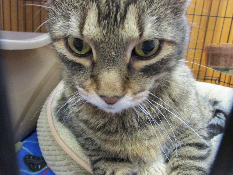 Tigger