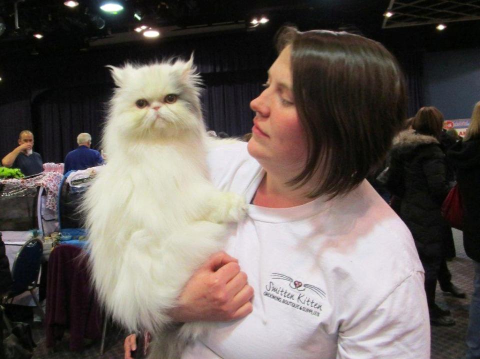 a2 Kiwi the show cat! (2)