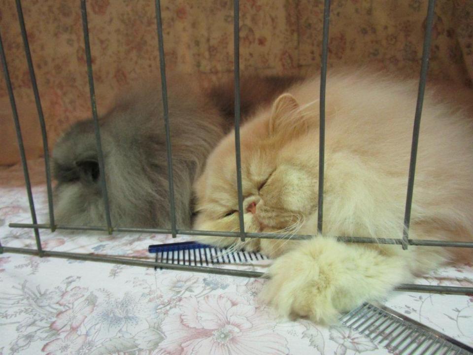 a5 Atalissa and Candy (2)