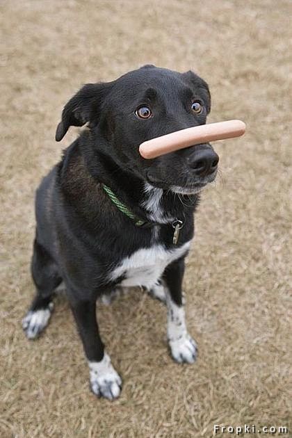 Hot-dog dog
