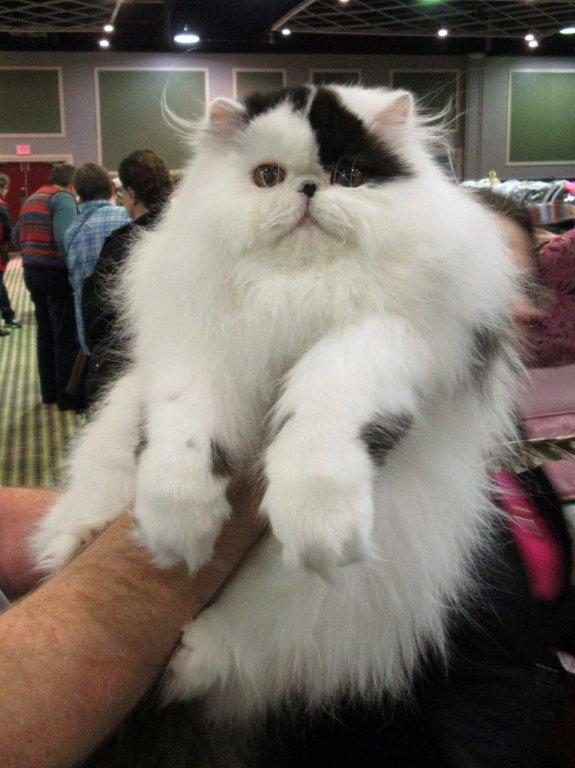 Baxter the Persian