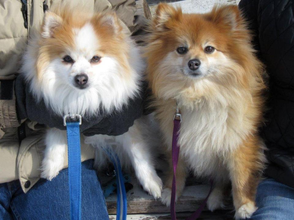 Chip and Muffin