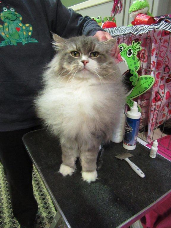 Cosmo, Norwegian Forest cat at 10