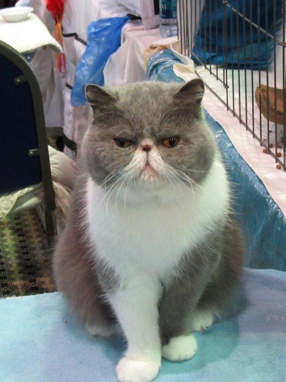 Eva the Exotic shorthair