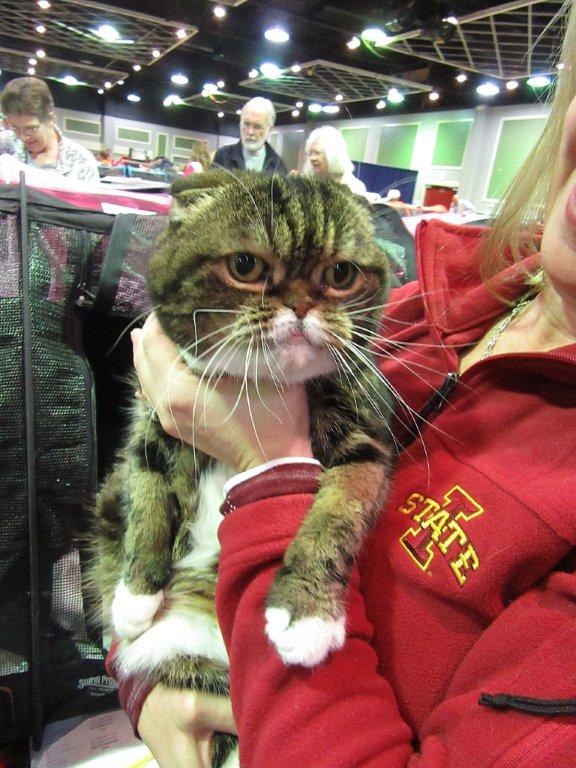 Lucy, 13 year old Scottish Fold