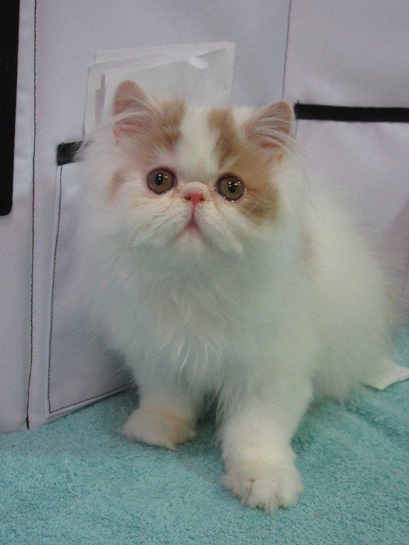 Rascal
