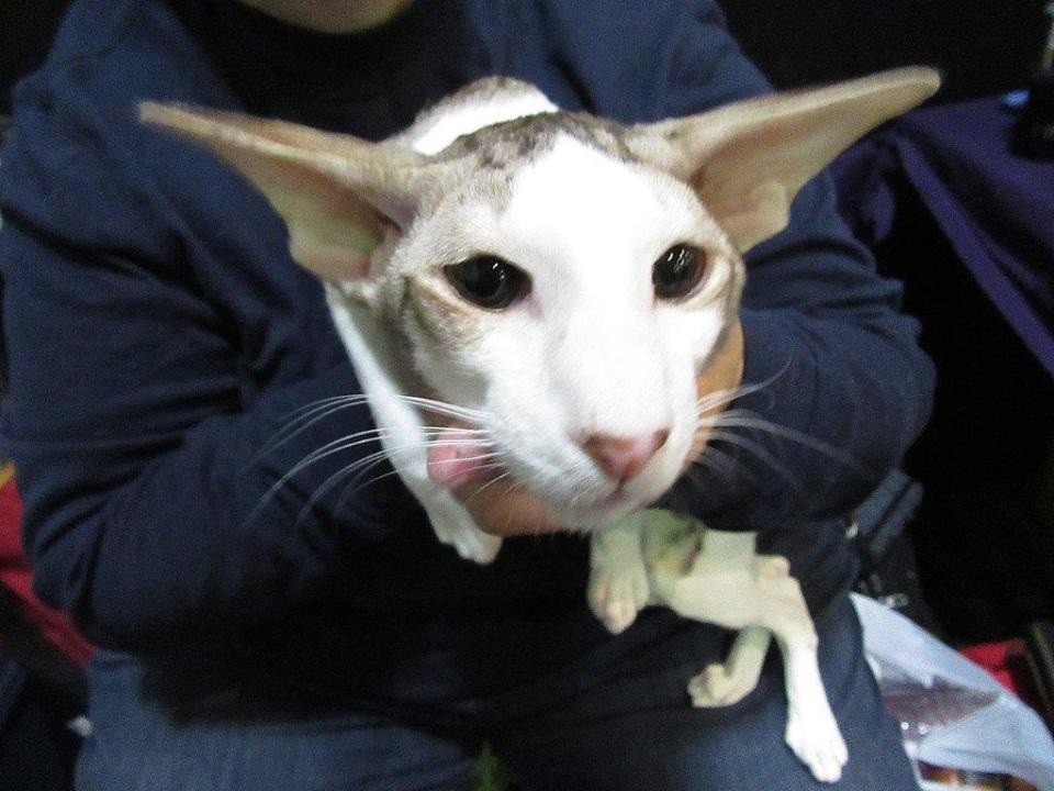 Ziggy, Oriental shorthair