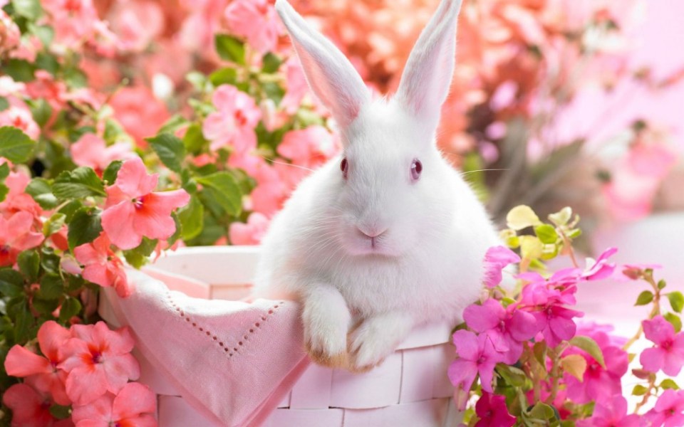Springtime-Bunny-Wallpaper-1024x640