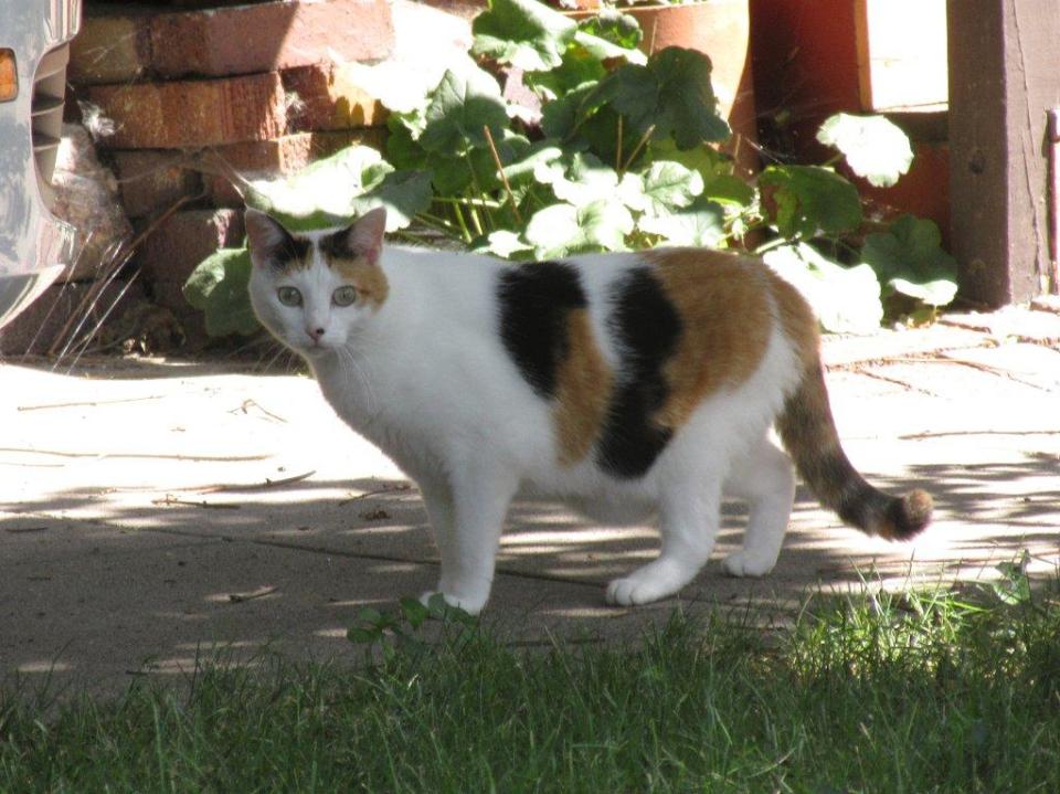 Calico