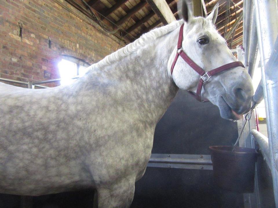 Pretty Percheron