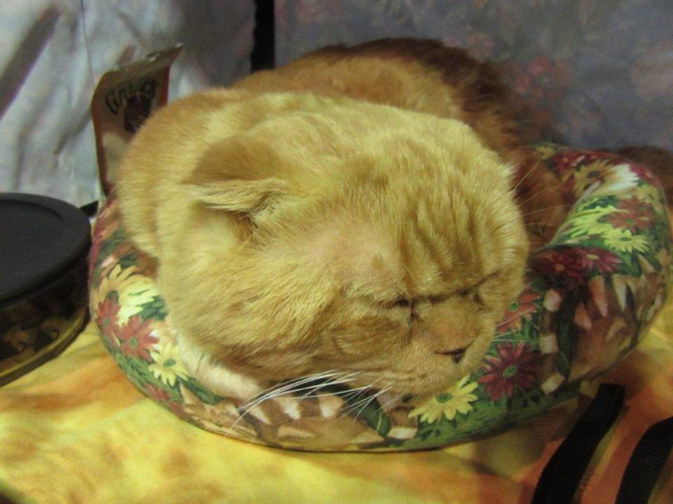 sleeping%20teddy