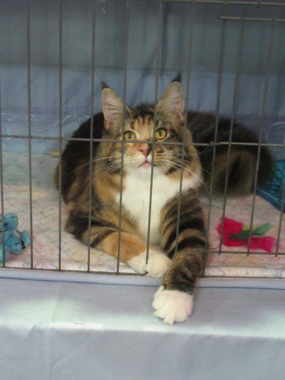 thumbnail_gracie%20maine%20coon