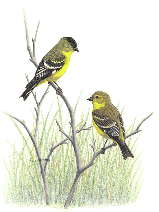 lesser-goldfinch-pair-kalen-malueg