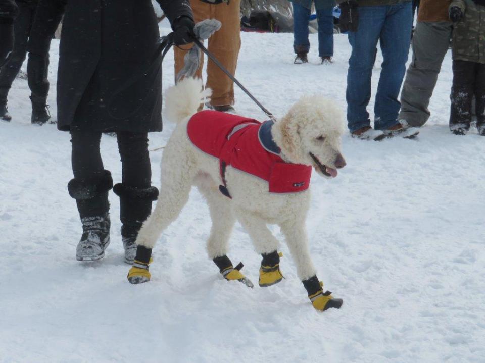 Murphy and boots