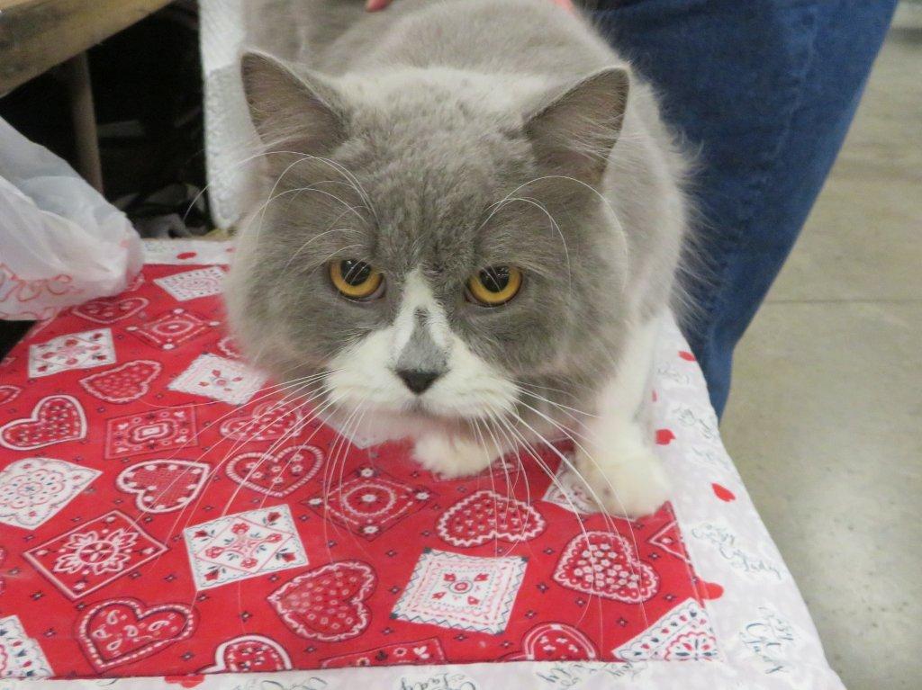 Furrbio, British longhair