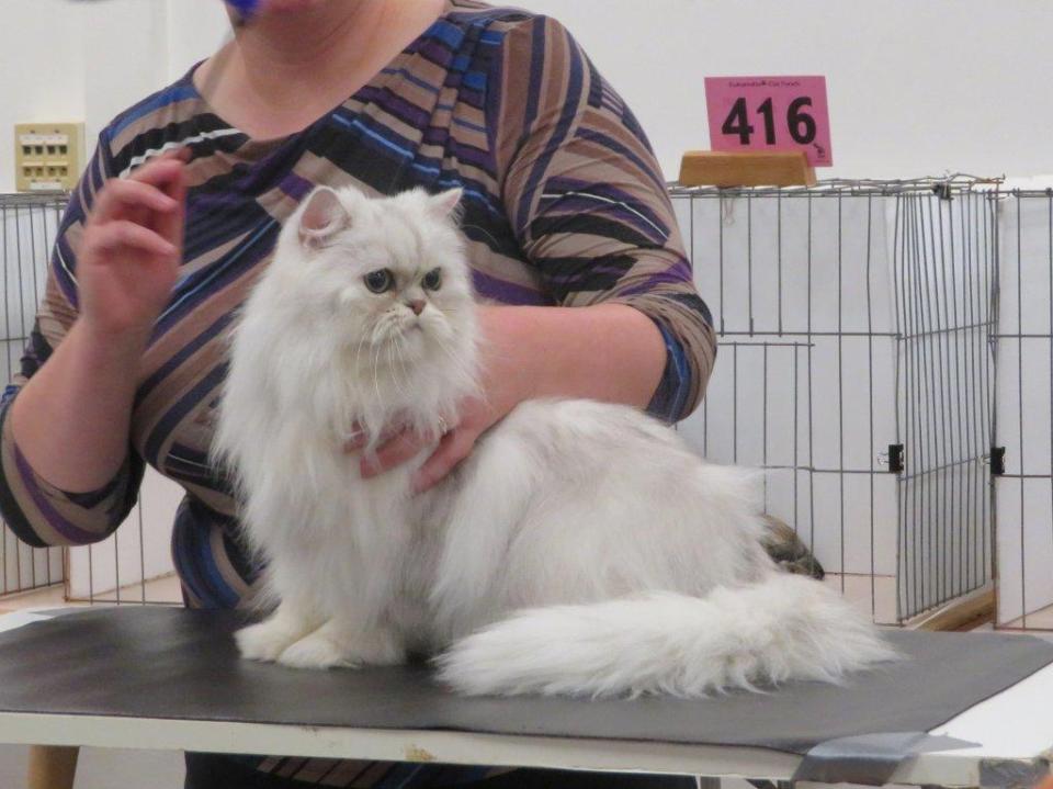 Silver Persian